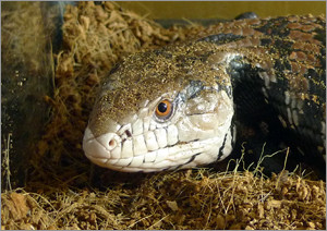 アオジタトカゲ