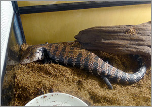 アオジタトカゲ